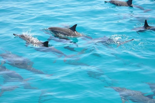 Dolphin Trips